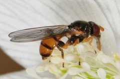 Sphegina