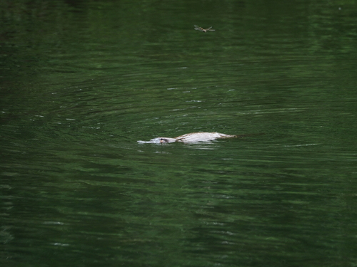 Platypus