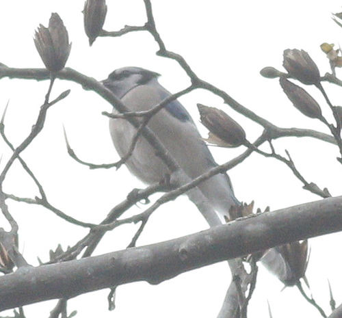 Blue Jay photographed in Georgia