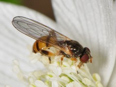 Sphegina