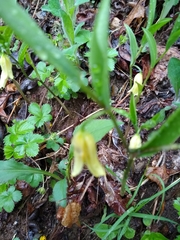 Uvularia puberula