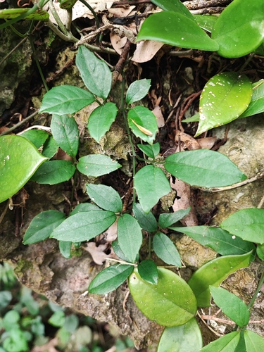 Tetrastigma liukiuense iNat (3)
