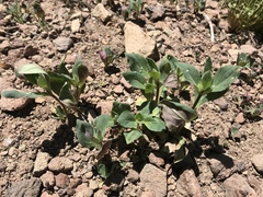 Acanthomintha lanceolata