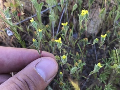 Rigiopappus leptocladus