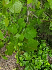 Vitis rotundifolia rotundifolia