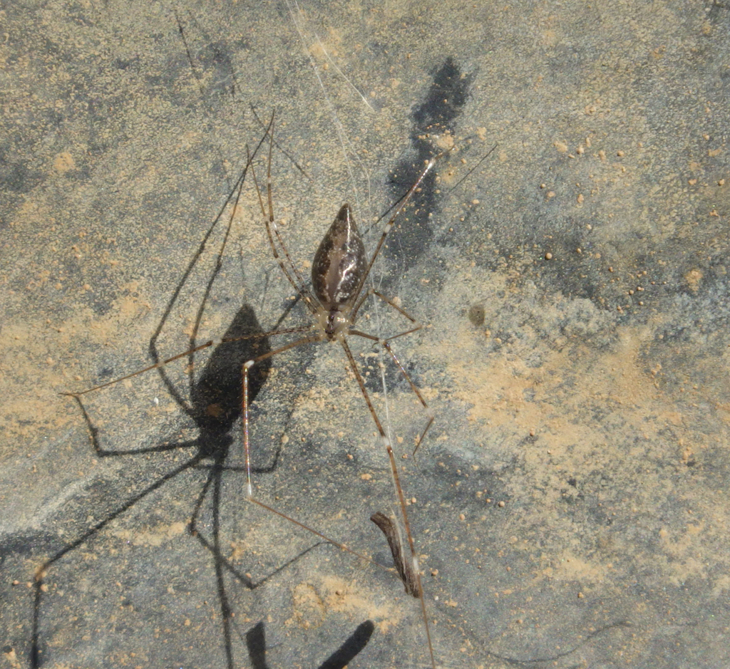 Holocnemus hispanicus