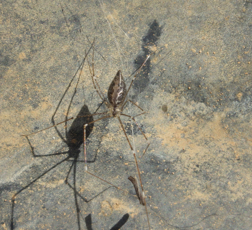 Holocnemus hispanicus