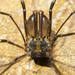 Forsteropsalis fabulosa - Photo (c) Sebastian Doak,  זכויות יוצרים חלקיות (CC BY), הועלה על ידי Sebastian Doak