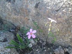 Oxalis livida