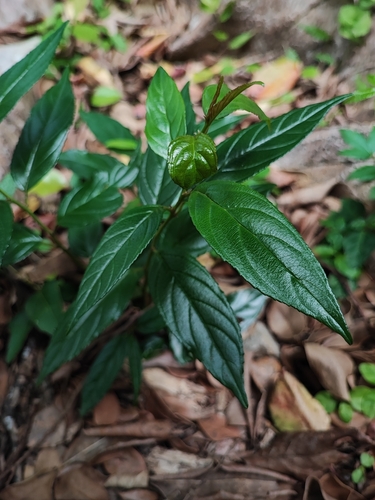 Rhamnus liukiuensis observed 2024-03-14