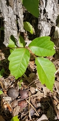 Toxicodendron radicans