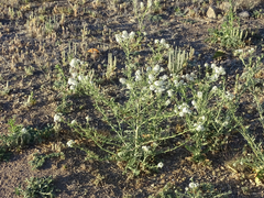Lepidium thurberi