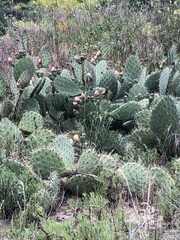 Opuntia × occidentalis