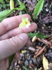 Uvularia puberula
