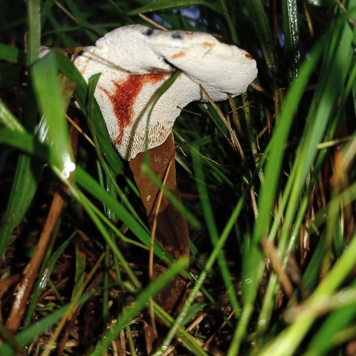 red-staining stalked polypore