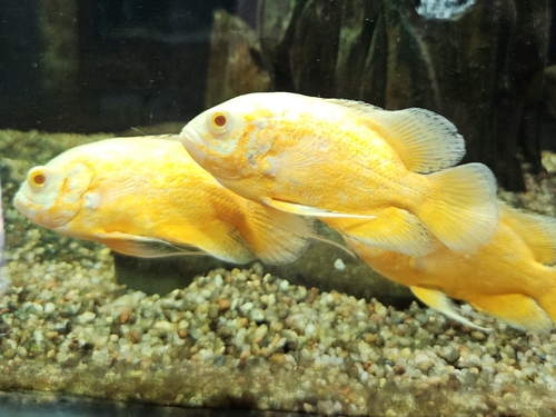 Hai cá hổ báo albino màu vàng cam trong bể cát sỏi