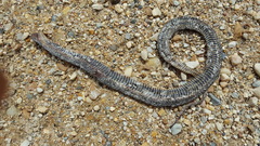 Liodytes rigida sinicola