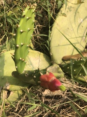 Opuntia cochenillifera