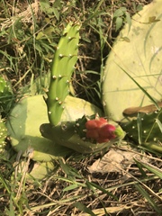 Opuntia cochenillifera