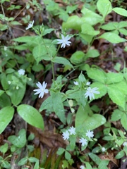 Stellaria pubera