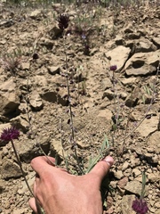 Streptanthus insignis