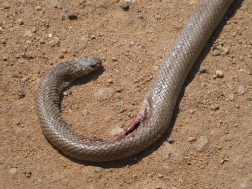 Eastern Brown Snake sighting