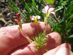 Oxalis tenuifolia