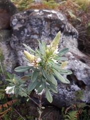 Indigofera cytisoides