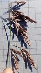 Thamnochortus punctatus