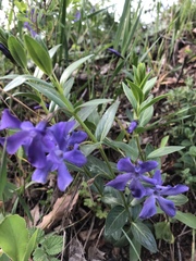Vinca herbacea