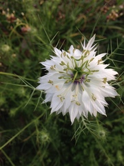 Nigella