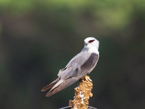 Black-winged Kite, photo 9 of 9