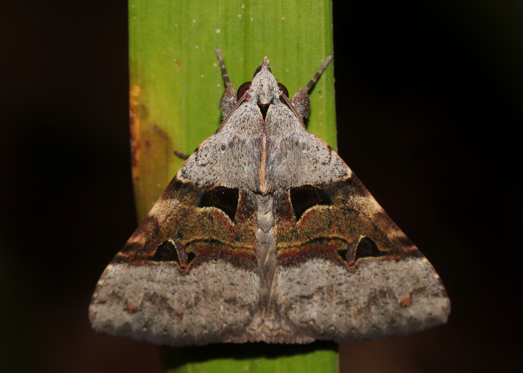 Cocytiini