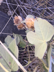 Gossypium tomentosum