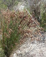 Thamnochortus punctatus