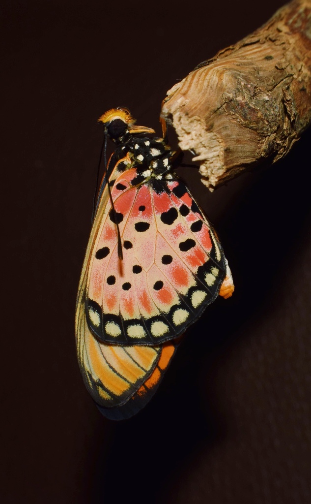Natal Acraea