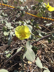 Gossypium tomentosum