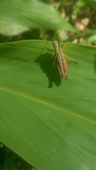 Orphulella concinnula