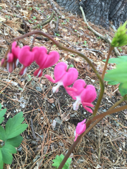 Lamprocapnos spectabilis