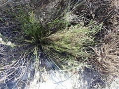 Thamnochortus punctatus