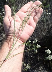 Thamnochortus punctatus