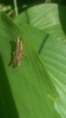 Orphulella concinnula