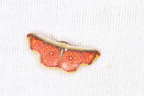 Leptostales vitticostata