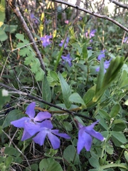 Vinca herbacea