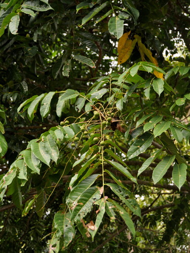 Dracontomelon dao, photograph 3