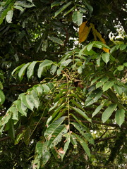 Dracontomelon dao, photograph (c) Abu Hamas, some rights reserved (CC BY-SA)