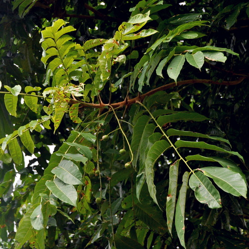 Dracontomelon dao, photograph 2