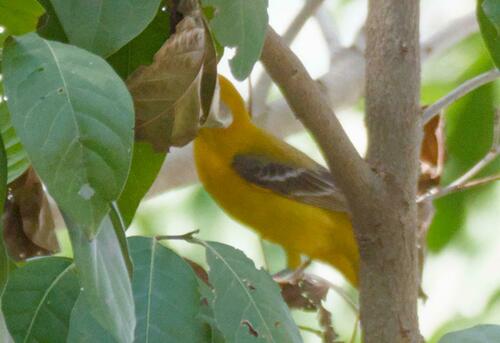 Orange Oriole (Icterus auratus), photo 10