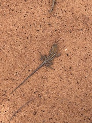 Mallee Dragon photo 1