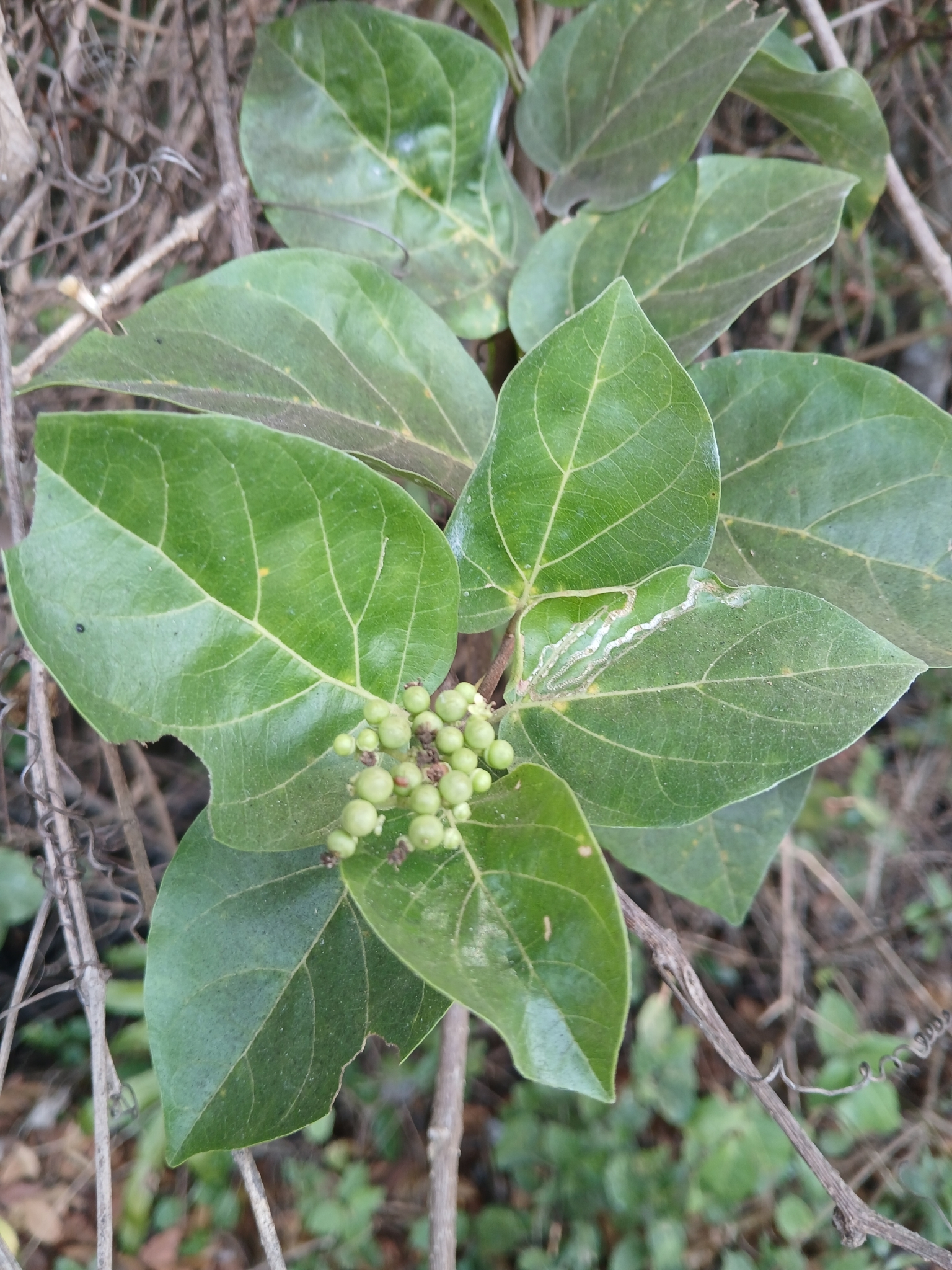 Premna serratifolia — ảnh 2